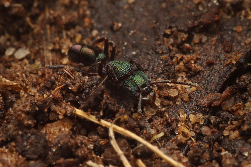 Green-head Ant — 9