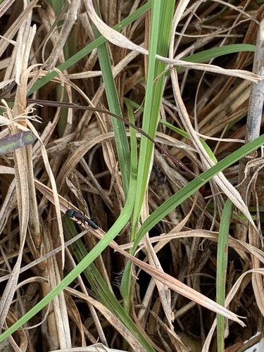 Green-head Ant — 10