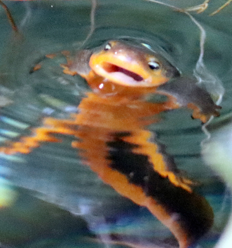 Fire Salamander — 5