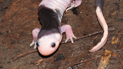 Fire Salamander — 8