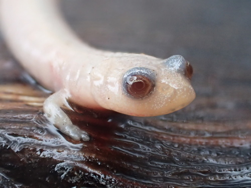 Fire Salamander — 10