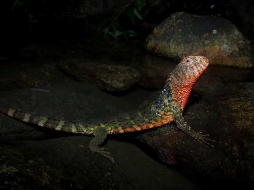 Chinese Crocodile Lizard — 3