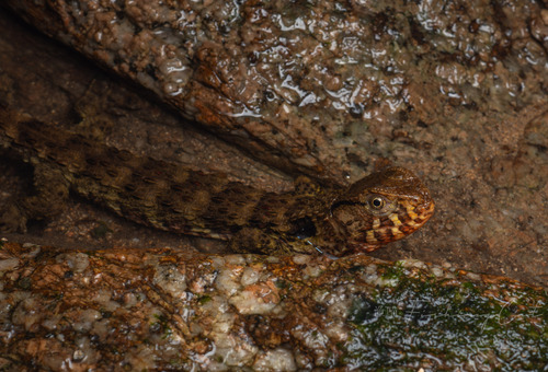 Chinese Crocodile Lizard — 5
