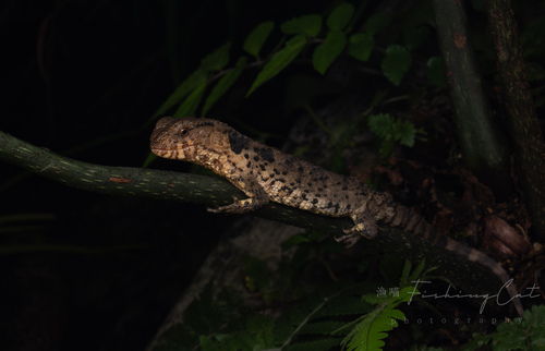 Chinese Crocodile Lizard — 8