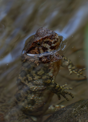 Chinese Crocodile Lizard — 10