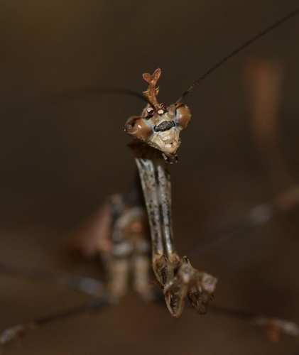 Wandering Violin Mantis Africa — 5