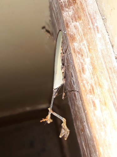 Wandering Violin Mantis Africa — 9