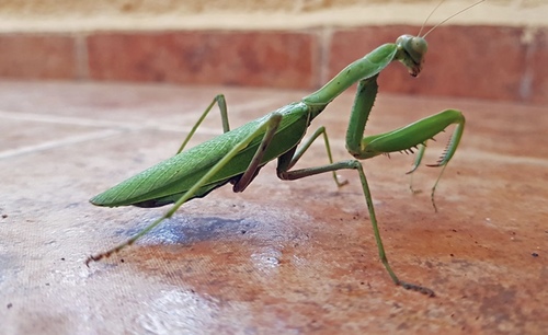 African Mantis — 3