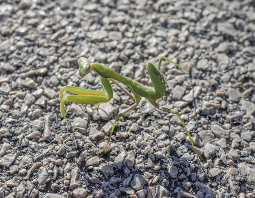 African Mantis — 6
