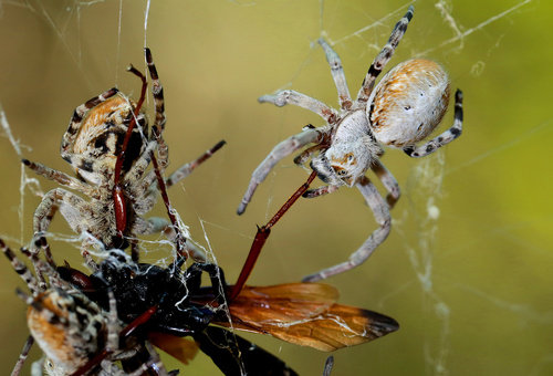 African Social Spider — 2