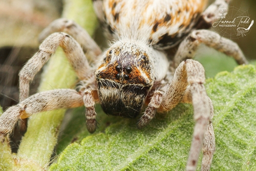 African Social Spider — 8