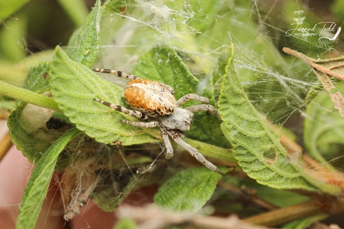 African Social Spider — 9