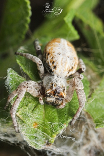 African Social Spider — 10