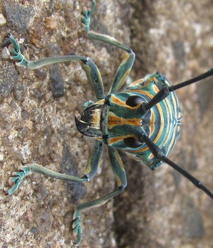 Iridescent African Longhorn Beetle — 2