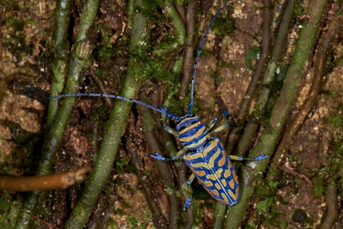 Iridescent African Longhorn Beetle — 5