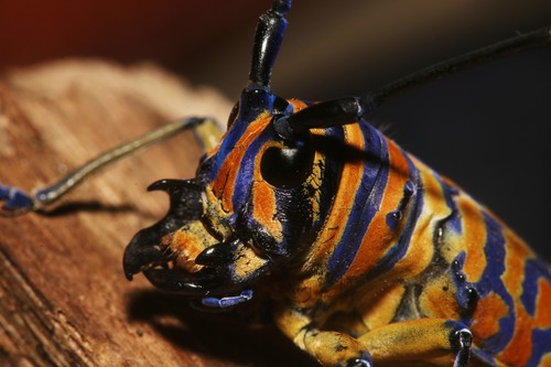 Iridescent African Longhorn Beetle — 9