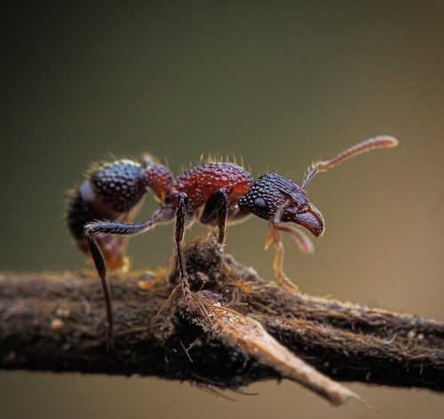 Stictoponera bicolor — 3