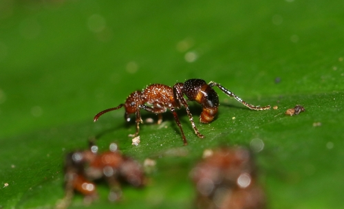 Stictoponera bicolor — 8