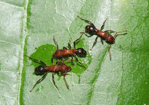 Stictoponera bicolor — 9