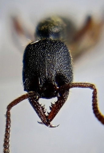 Stigmatomma reclinatum — 1