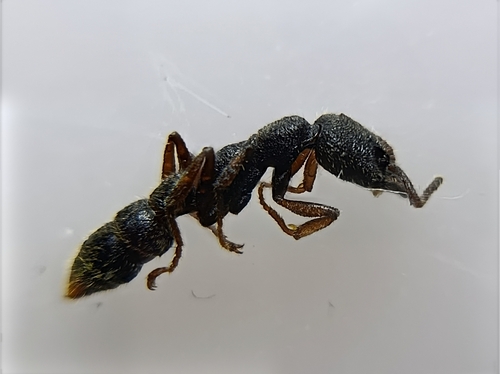 Stigmatomma reclinatum — 3
