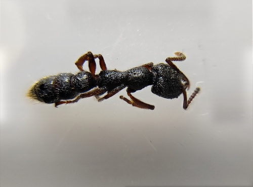 Stigmatomma reclinatum — 4