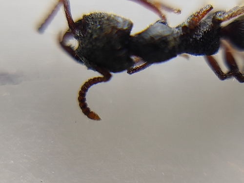 Stigmatomma reclinatum — 7