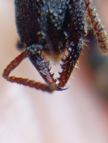 Stigmatomma reclinatum — 10