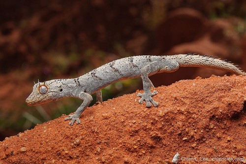 Spiny-tailed Gecko — 2