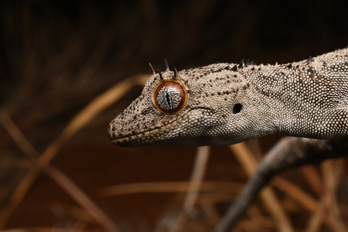 Spiny-tailed Gecko — 3