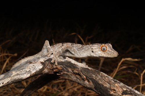 Spiny-tailed Gecko — 4