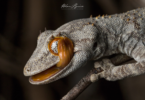 Spiny-tailed Gecko — 6