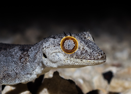 Spiny-tailed Gecko — 8