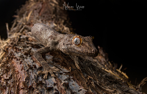 Spiny-tailed Gecko — 9