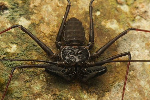 Whipspider de Krakatau — 5