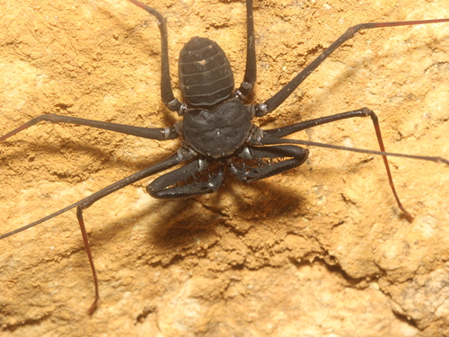 Whipspider de Krakatau — 7