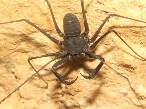 Whipspider de Krakatau — 8
