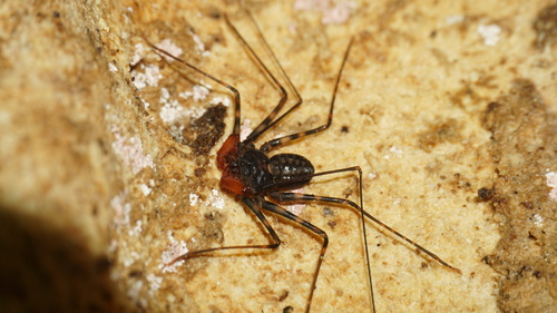 Whipspider de Krakatau — 9
