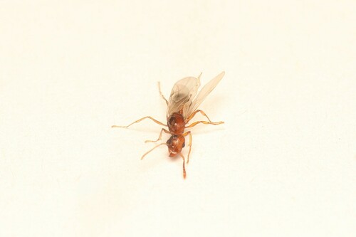 Tropical Pavement Ant — 2