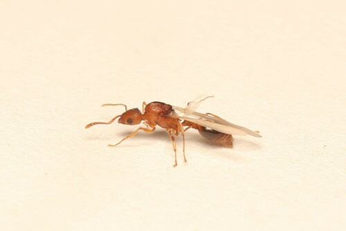 Tropical Pavement Ant — 3