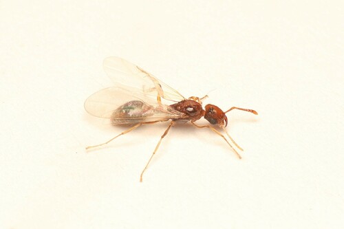 Tropical Pavement Ant — 4