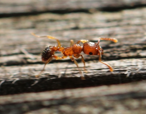 Tropical Pavement Ant — 5