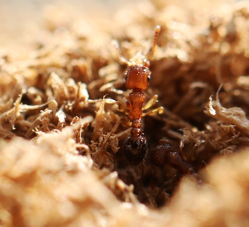 Tropical Pavement Ant — 6