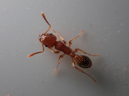 Tropical Pavement Ant — 8