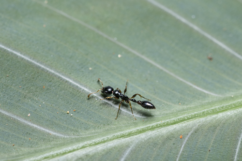 Tetraponera allaborans — 1