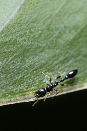 Tetraponera allaborans — 2