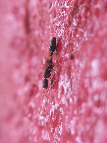 Tetraponera allaborans — 4