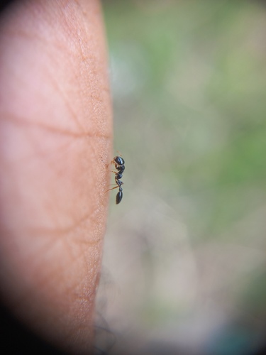 Tetraponera allaborans — 5