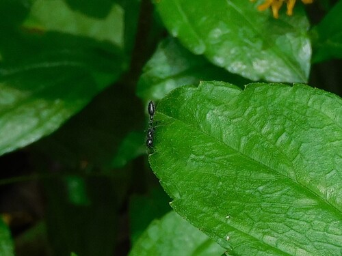 Tetraponera attenuata — 4