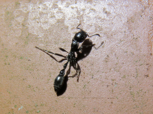 Tetraponera attenuata — 6